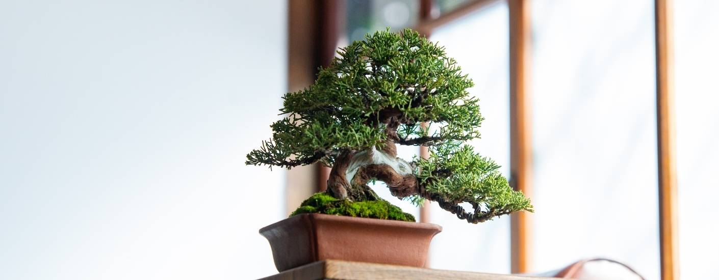 華園盆栽品牌故事 華園盆栽關於我們:職人精神與高端空間美學的對話