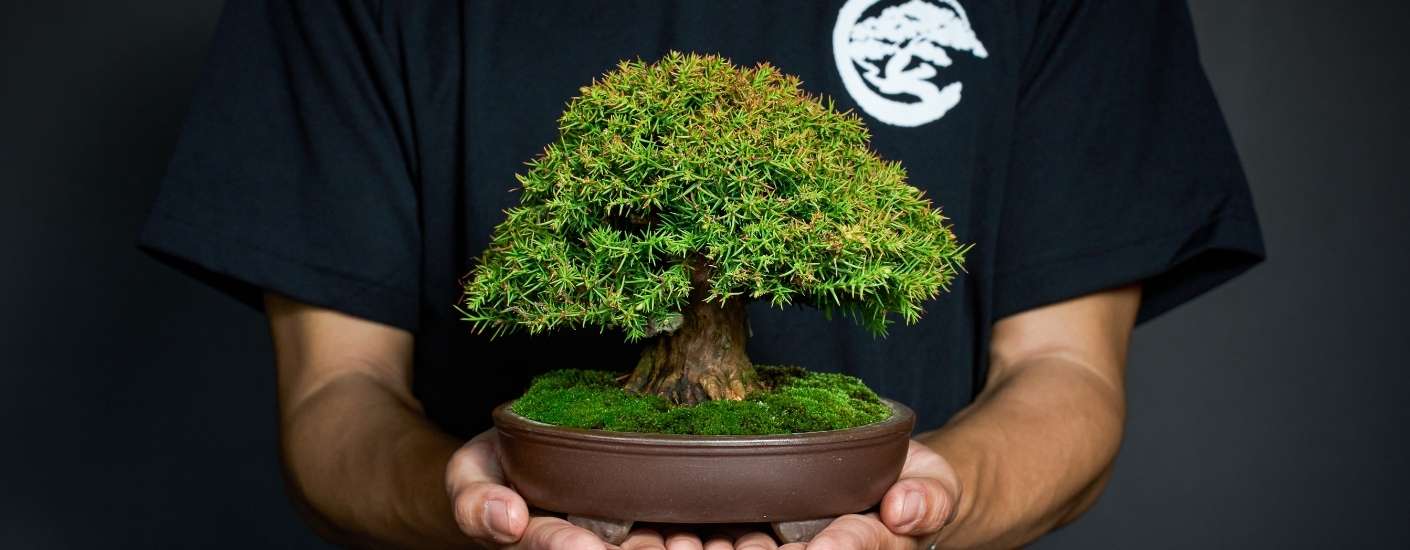 華園五大高端服務 華園盆栽高端服務清單:從空間美學到職人陪跑教學