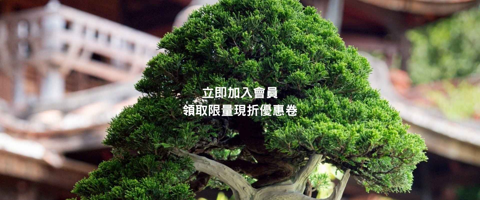 季節限定盆景展示於戶外平台，含紅葉楓樹與春季杜鵑盆栽