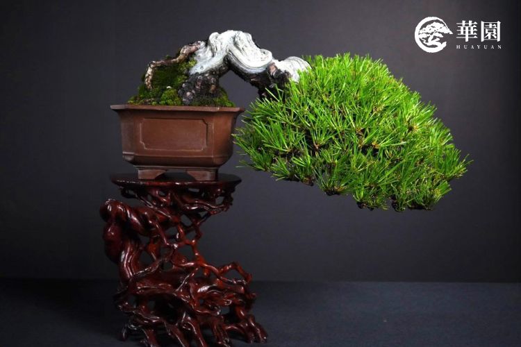 黑松懸崖型盆栽:極致舍利與翠綠松針的對比 華園盆栽展示之黑松懸崖型作品,擁有強烈的白色舍利幹身與蒼勁翠綠的松針,展現出黑松在自然環境下求生的藝術美感與生命張力。
