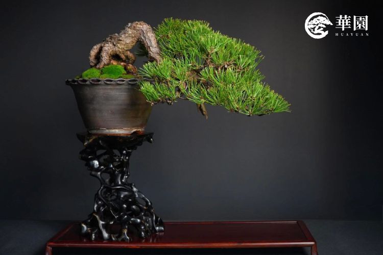 黑松斜幹型作品:粗獷荒皮與穩重姿態 一盆樹勢強健的黑松盆栽,樹皮呈現明顯的荒皮質感,幹身自然傾斜扭轉,盆面覆蓋青苔,是進行黑松切芽短葉法最理想的強健樹態。