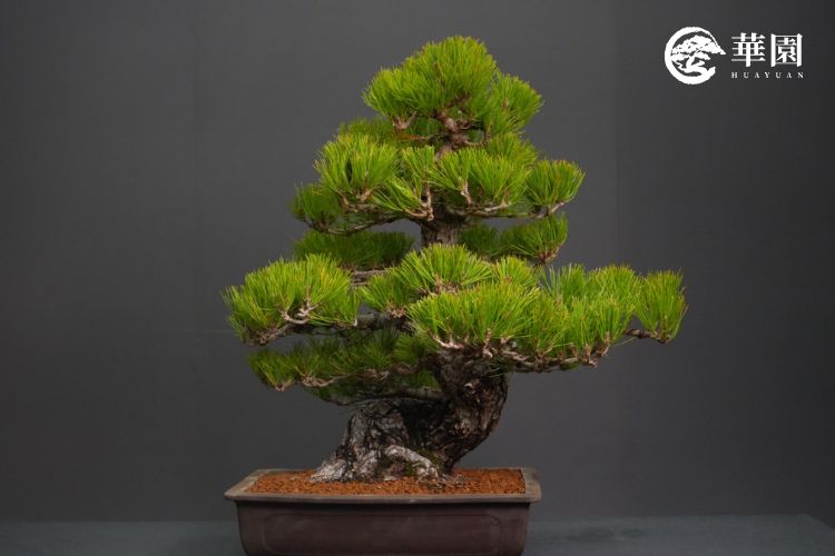 黑松盆栽:層次分明的枝棚與平衡樹勢 展示黑松盆栽層次分明的枝棚結構,透過職人志華老師的抑強扶弱管理,讓整棵樹的養分平均分配,展現出穩定且健康的生長態勢。