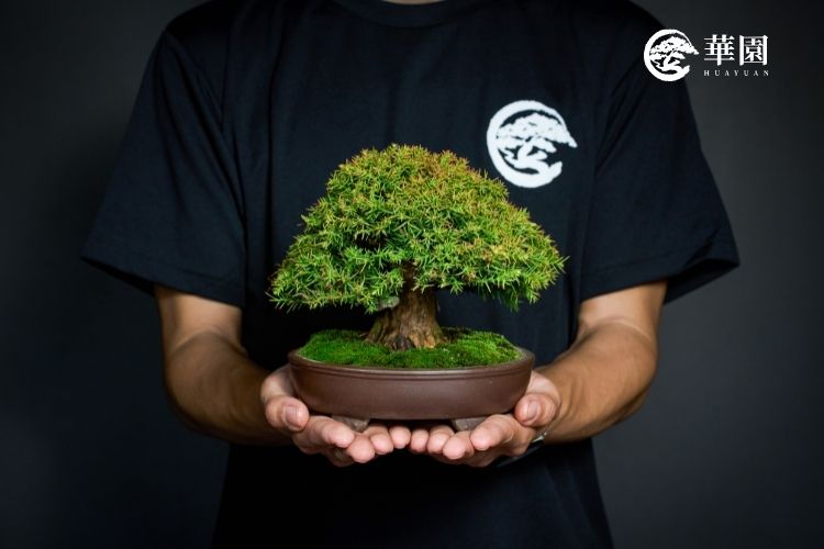 盆景藝術探索｜職人陳志華 15 年造詣：從養護秘笈到空間美學哲學