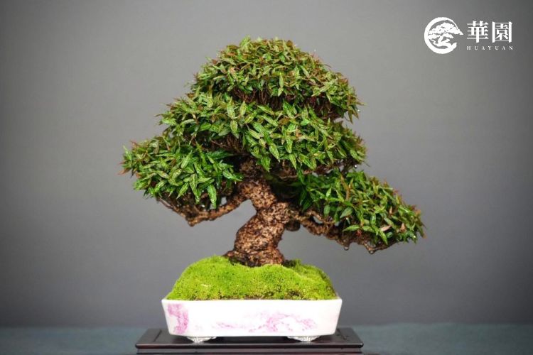 縮緬葛盆栽:蒼勁荒皮幹身與層次綠葉 華園盆栽展示之日本縮緬葛作品,展現具備「荒皮」質感的粗壯幹身,細小如絲綢般的皺褶葉片層次分明,搭配紫花白底釉盆,呈現出迷你古樹的氣韻。