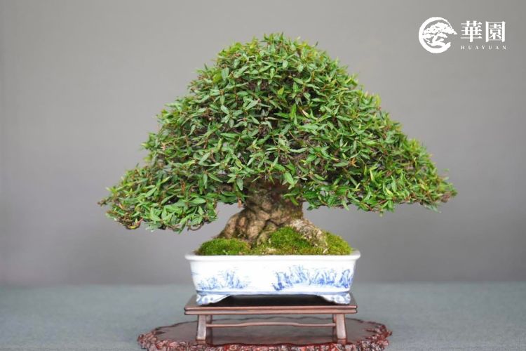 縮緬葛精品:極致細密的雲團狀葉態 一盆精品縮緬葛盆栽,展示經過職人剔葉技術後形成的極致細密、如雲團般的茂密葉態,搭配青花山水盆鉢,是陽台小品盆栽的收藏首選。