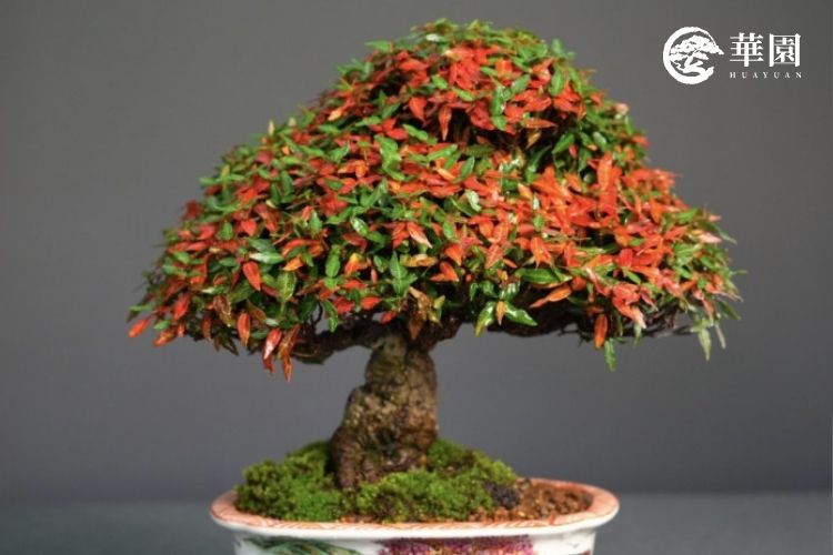 縮緬葛怎麼養？四季都美的紅葉盆栽，華園職人新手入門全攻略