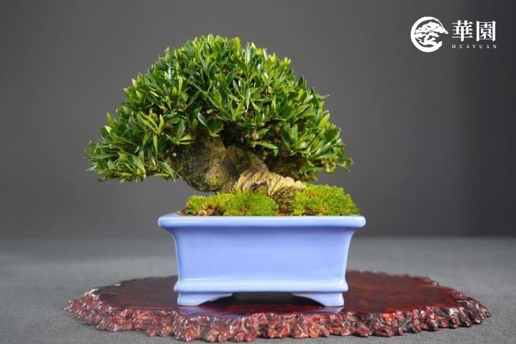 清譽梔子花:健康的常綠葉態展現 華園職人專業照護下的清譽梔子花,葉片呈現飽滿深綠色。透過定期的剔葉與剪定增加葉芽分化,維持枝葉綿密且通風良好的健康狀態。