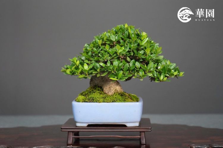 梔子花養護成果:圓潤翠綠的枝棚美感 華園盆栽展示健康的清譽梔子花小品,展現其四季常青、葉片細小且茂密的葉性,是透過職人精準修剪與肥水管理達到的理想生長態勢。