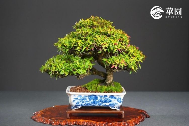 台北珠寶精品店入口處擺設的華園黃金縮緬葛盆栽，金黃色葉片象徵招財昌隆，完美呼應高端品牌貴氣。