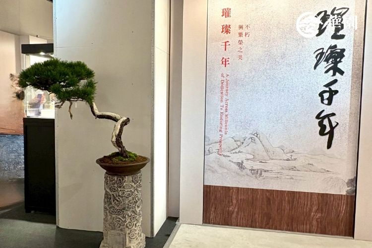 【日本赤松】蒼勁古松:華園職人時間藝術收藏,2025 藝博會展出 華園盆栽 2025 台灣藝術博覽會參展的日本赤松。樹皮呈紅褐色,枝幹蒼勁有力,是最能體現生命力和歲月痕跡的盆栽藝術品。
