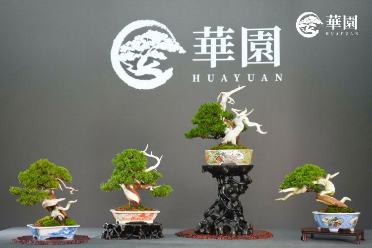 華園真柏盆栽系列:多樣化樹型與藝術展現 華園盆栽展示的四件精選真柏作品,呈現出不同的扭轉幹身、舍利風韻與盆鉢搭配。展示真柏盆栽作為「盆栽之王」在藝術造型上的多變性與生命力。