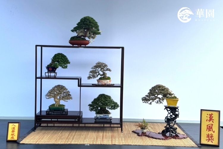 【華園盆栽展覽系列下集】展覽只是瞬間，生活才是永恆：如何將「金牌盆栽」融入居家美學？