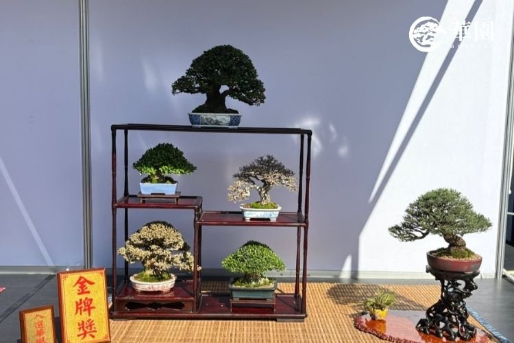 台北盆栽展金牌成組賞析:主樹細葉翠米茶與四季雅趣(含清譽、黃槿、石朴、黃楊) 華園盆栽於台北盆栽展獲得金牌的七點組成組作品。畫面展示日式博古架上的精緻佈局:主樹為細葉翠米茶,左上為清譽(梔子花),左下為黃槿,右上為落葉姿態的細葉石朴,右下為雀舌黃楊;右側獨立展架則為飄逸的木麻黃附樹,展現了盆栽生活美學與主客和諧的意境。