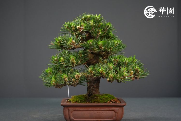 黑松小品盆栽:短葉法後的短密精緻效果 華園小品黑松盆栽作品,透過精準的夏季切芽與短葉作業,成功讓松針長度縮短且分布綿密,完美呈現出微縮自然景觀的精緻美感。