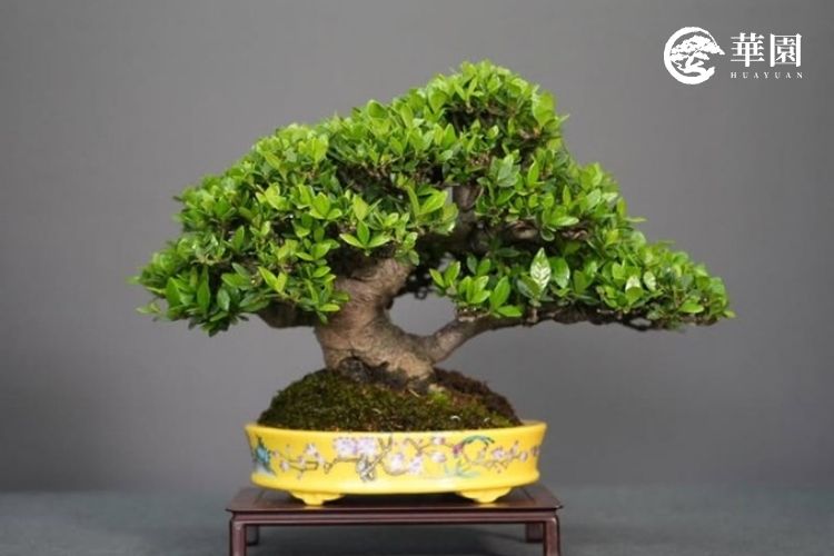 梔子花盆栽怎麼養？職人公開照顧秘訣！澆水、修剪全攻略|華園精選