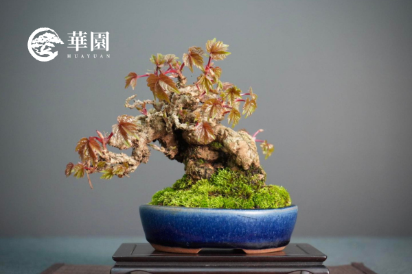 彩葉風情系列