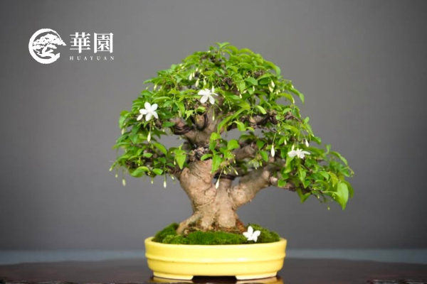 花果雅趣系列