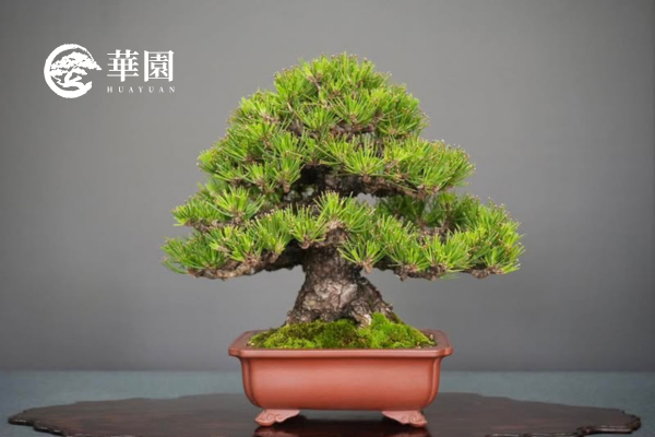 黑松