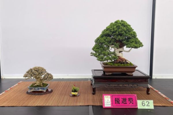 盆栽優選獎作品 華園盆栽優選獎作品