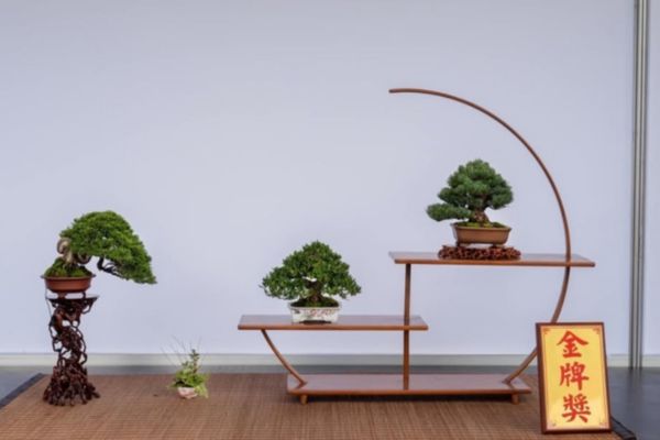 盆栽金牌獎作品 華園盆栽金牌獎作品