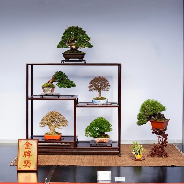 盆栽金牌獎作品 華園盆栽金牌獎作品