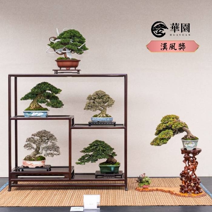 盆栽漢風獎作品 華園盆栽漢風獎作品