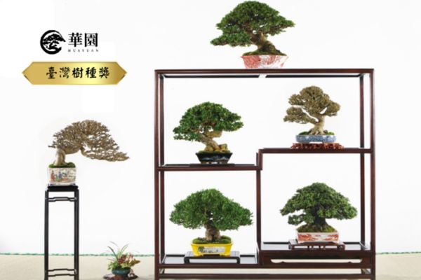 臺灣樹種獎 華園盆栽榮獲臺灣樹種獎作品