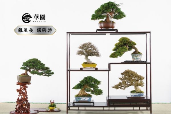 雅風展銀牌獎作品 華園盆栽榮獲雅風展銀牌獎作品