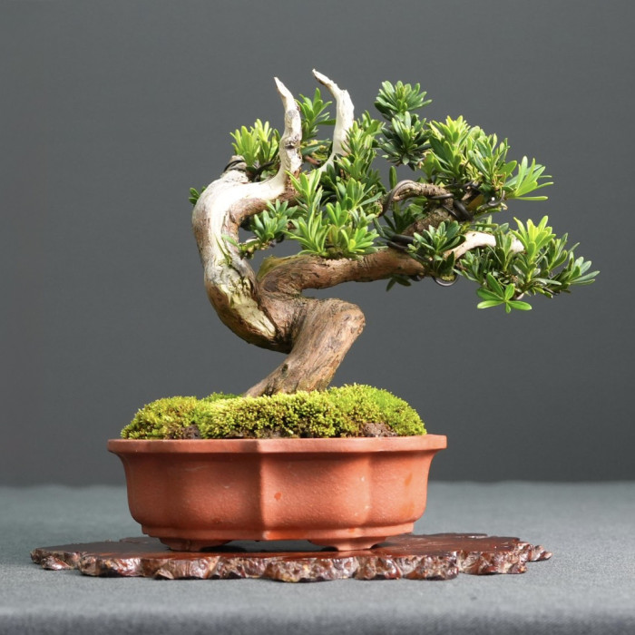 米粒葉羅漢松 Podocarpus macrophyllus (Sold Out)