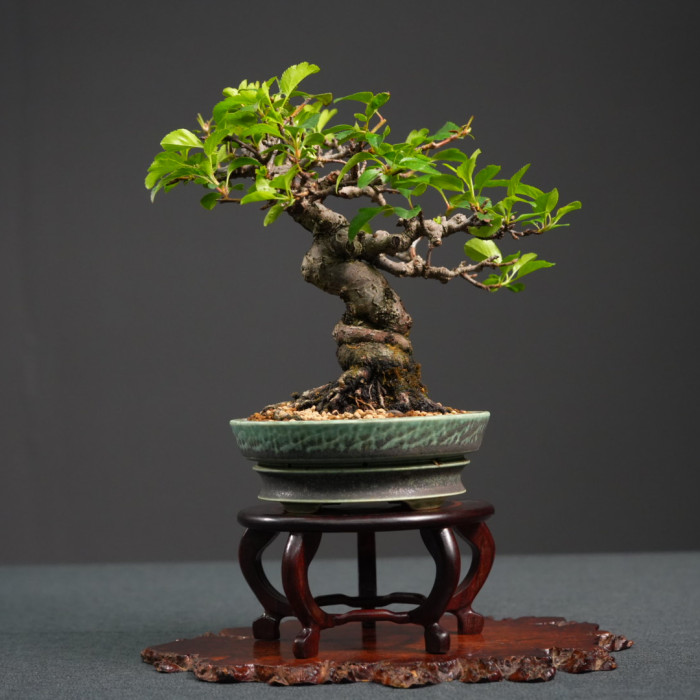 日本海棠 Malus spectabilis（sold-out）