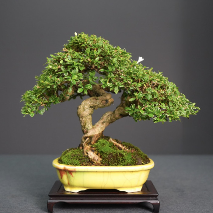 六月雪 Serissa japonica (Sold Out)