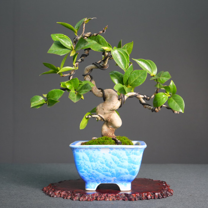 日本山茶花（sold-out）