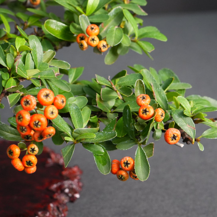 紅果狀元紅(Sold Out)