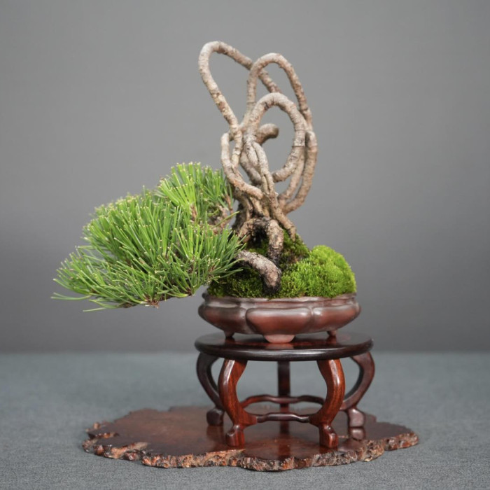 黑松Pinus thunbergii (Sold Out)