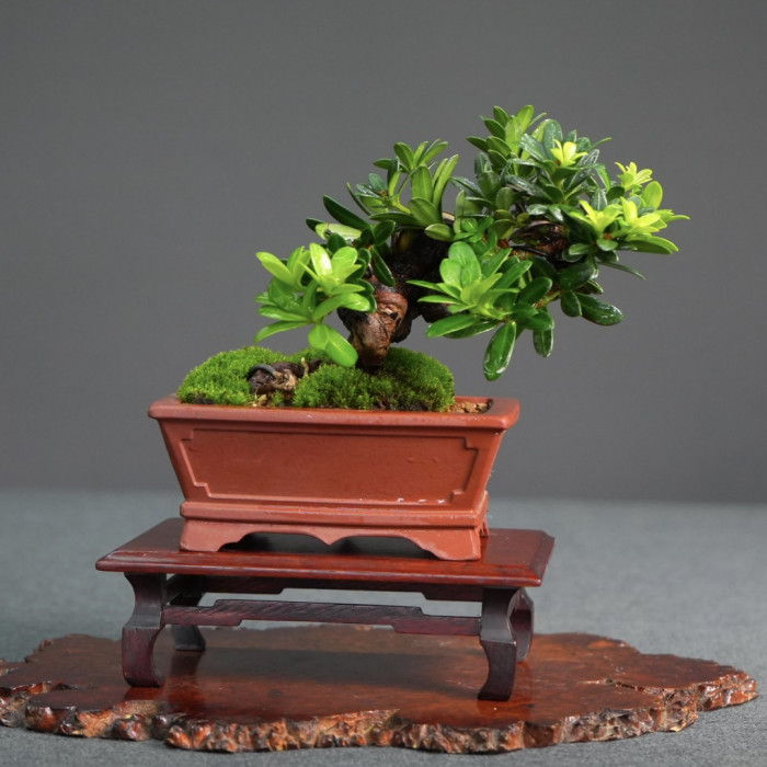 綠鑽羅漢松(Sold Out)