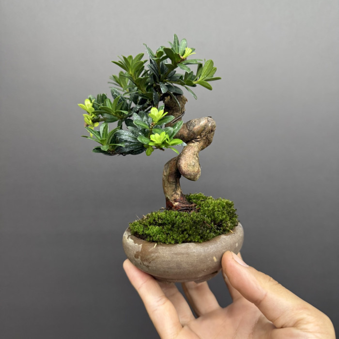 綠鑽羅漢松（迷你品）(Sold Out)