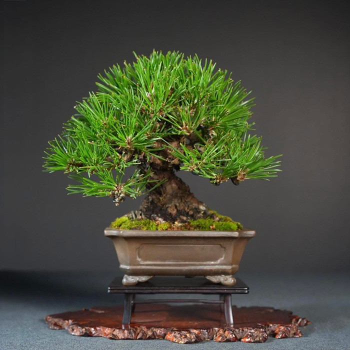 日本黑松