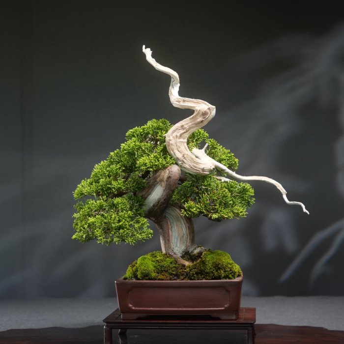 系魚川真柏 Juniperus chinensis（Sold Out)