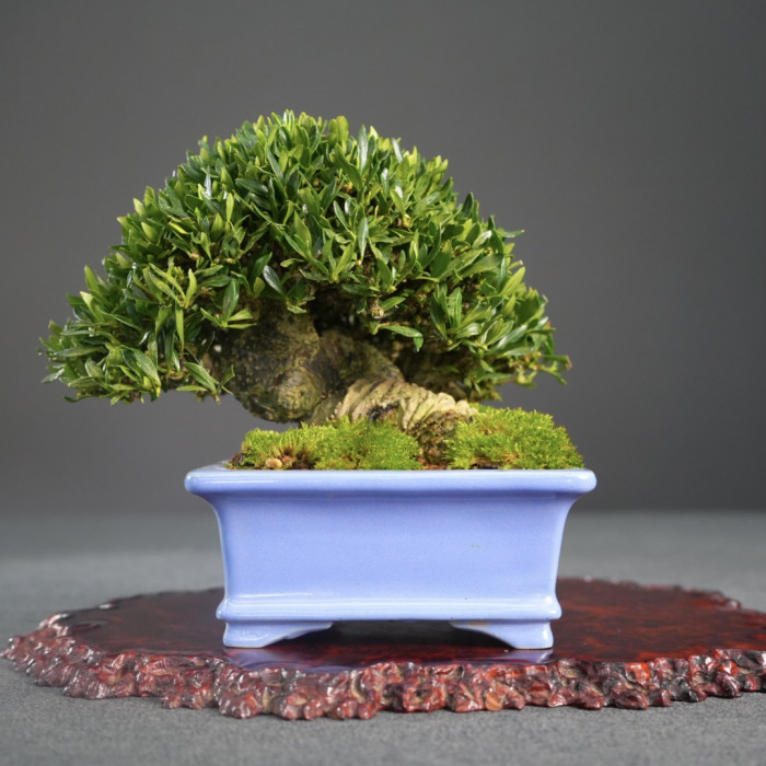 梔子花(Sold Out)