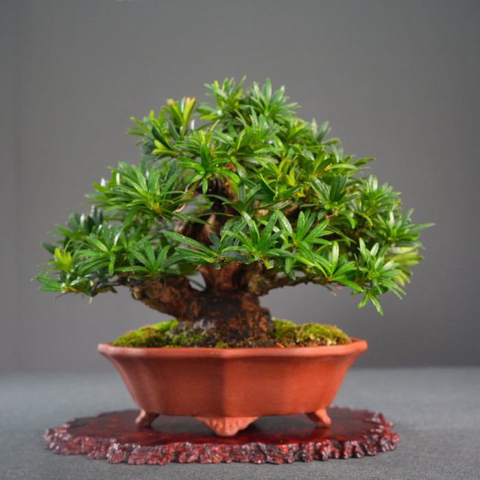 雀舌羅漢松