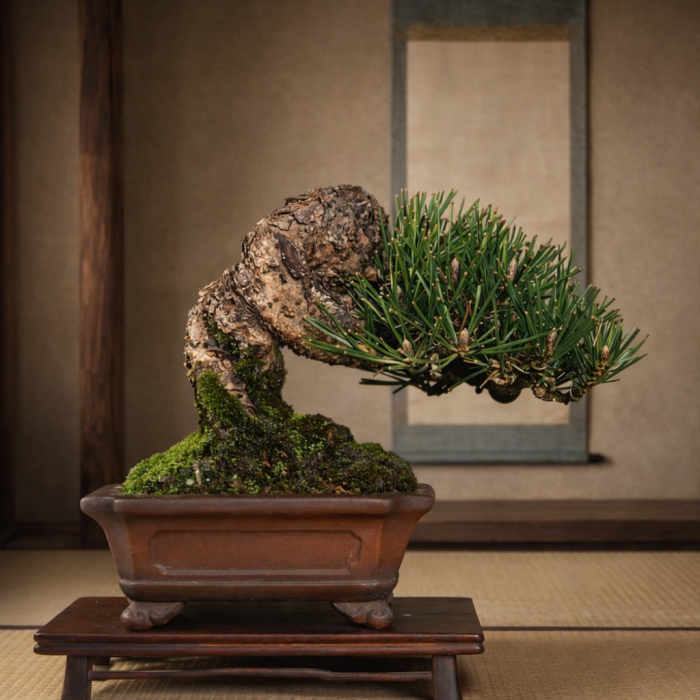 黑松（Sold Out)