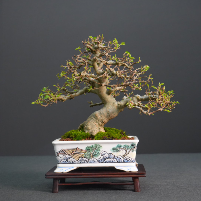 石朴 (Sold Out)