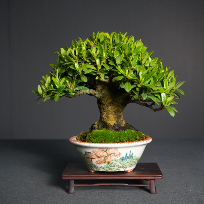 紅花仙丹(Sold Out)