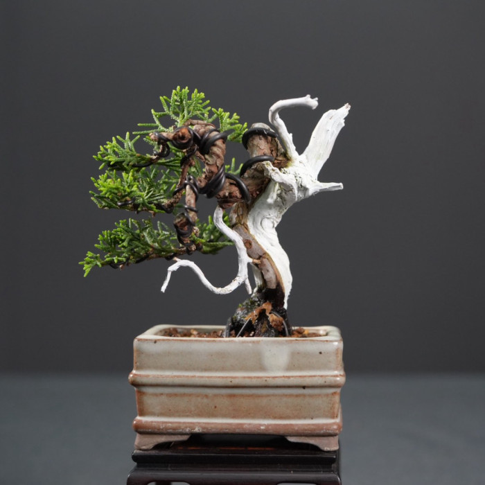 迷你品系魚川真柏(Sold Out)
