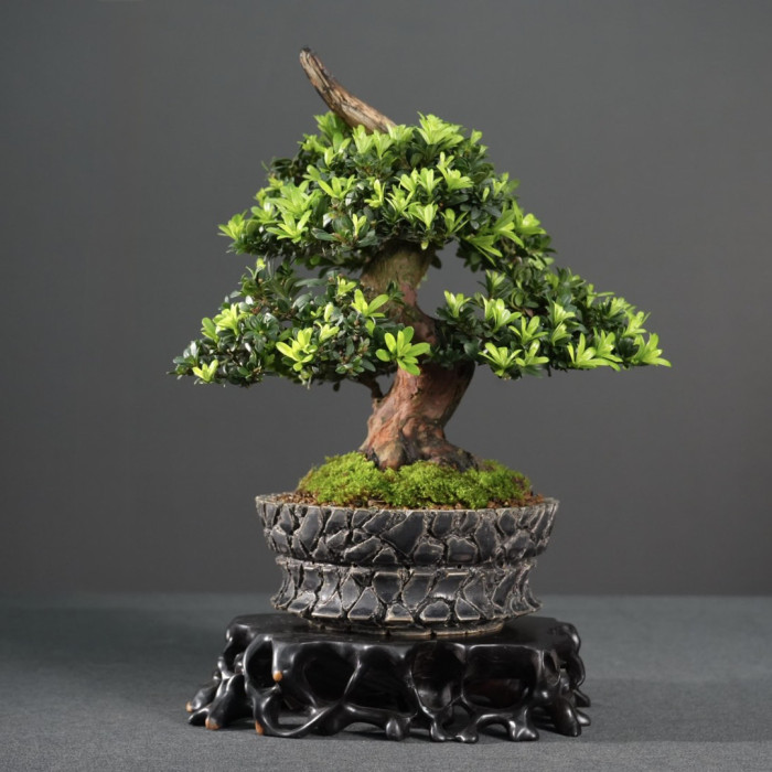 綠鑽羅漢松(陶藝家訂製盆)(Sold Out)
