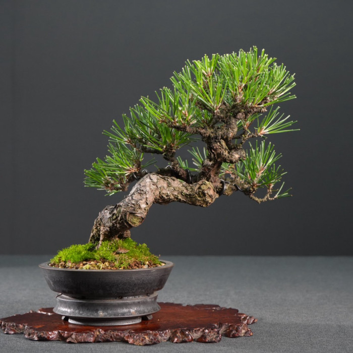 日本黑松小品盆栽｜華園訂製圓盆、老辣荒皮幹身、文人風曲幹精品(Sold Out)