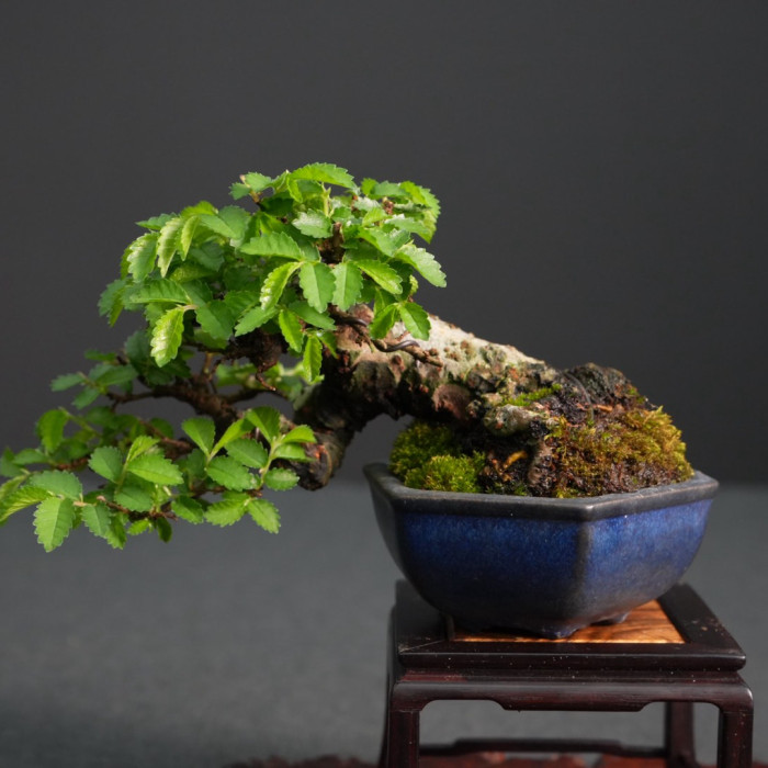 日本榆櫸小品盆栽｜懸崖臨水流向、荒皮老態、精緻藍釉盆精品(Sold Out)