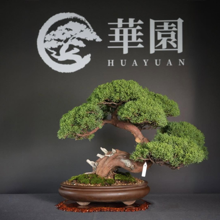 展覽級紀州真柏盆栽｜經典雲片枝棚、霸氣扭轉粗幹、大氣神枝舍利精品