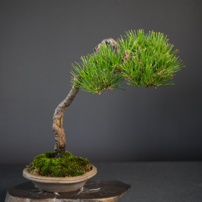 日本文人黑松小品盆栽｜高雅文人風骨、荒皮老態幹身、茶席案頭禪意精品