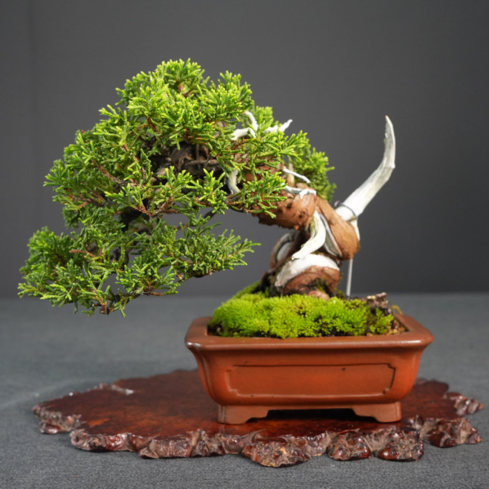 系魚川真柏小品盆栽｜極致震撼矮霸迷你品、震撼神枝舍利水線扭轉、高端茶席名樹
